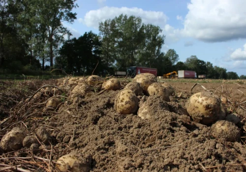 Ziemniaki na frytki drożeją nawet o 12 euro w dwa tygodnie. Nowe stawki PotatoNL
