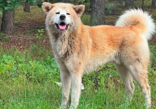 Akita inu błąka się po Jadowie. Trwają poszukiwania właściciela