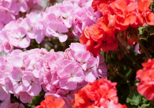 Mam cały ogród pelargonii za darmo. Mało kto zna tę metodę