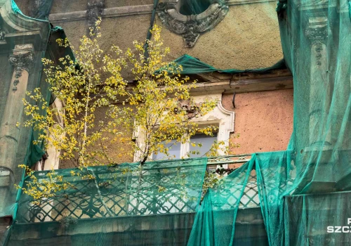 Brzoza na tarasie "tykającą bombą"