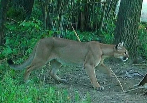 Puma w lasach pod Świdnicą. Skąd wzięła się na Dolnym Śląsku?
