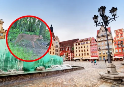 Puma może dojść pod Wrocławia? Ponad 40 kilometrów to dla niej niewiele
