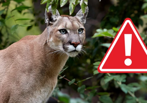Puma pod Wałbrzychem! Jest apel władz! Zebrano sztab kryzysowy!