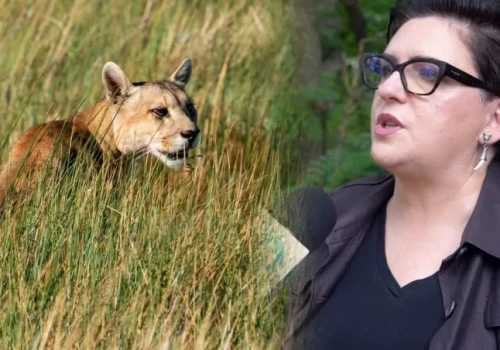 Puma widziana z 50 metrów. Kolejne zgłoszenia i ostrzeżenia służb! [VIDEO
