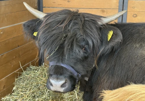 Przytulanie krów stało się atrakcją turystyczną. Nietypowy pomysł na agroturystykę