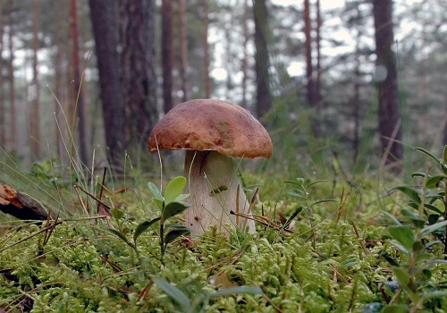 Na grzyby trzeba poczekać