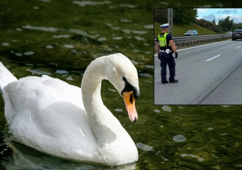 Nietypowa akcja policji na obwodnicy. Rodzina spowodowała zator na drodze