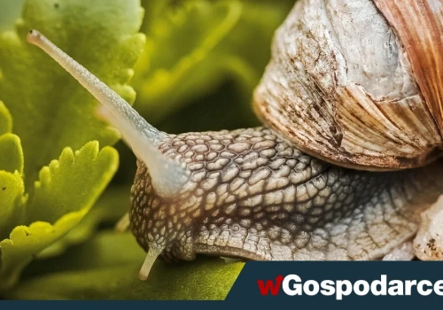 Zbiory ślimaków pod znakiem zapytania