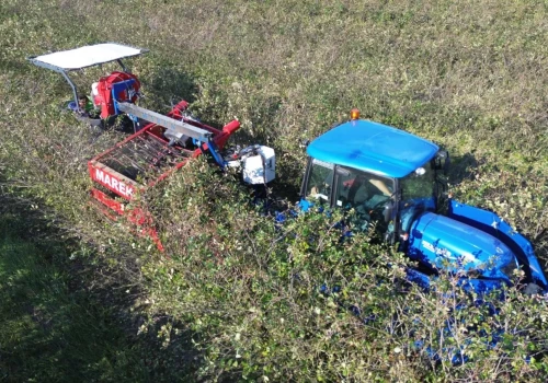 Ceny aronii w dół. Komu zależy na rozkołysaniu rynku?