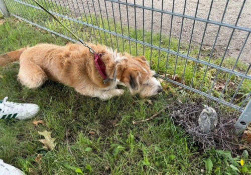 Nos na wagę życia. Roki uratował życie pisklęcia