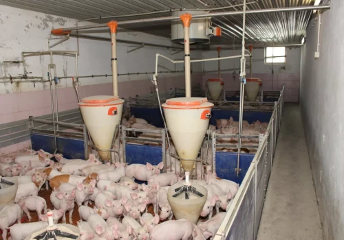 Świnie kaszlą? Przyczyna może być zupełnie inna, niż myślisz