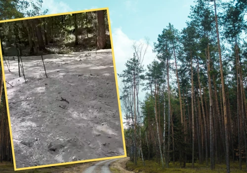 Dziwna maź pojawiła się w lesie pod Starachowicami. Do akcji ruszyła policja