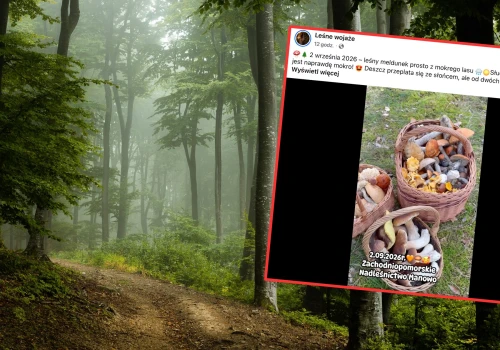 Wybrała się na grzybobranie na początku września i pokazała swoje zbiory. 