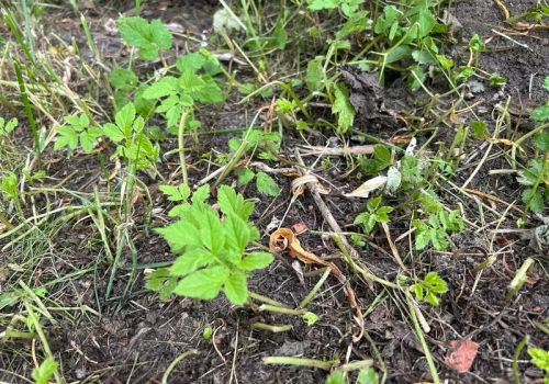 Teściowa robi to we wrześniu. Wiosną chwasty nie mają szans