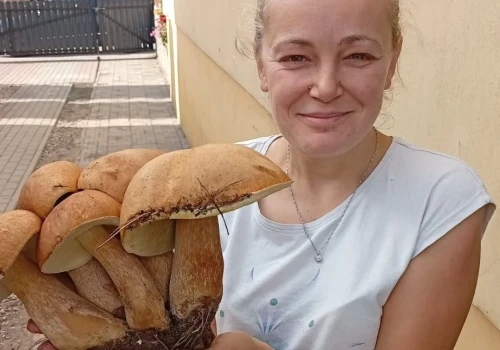 Niezwykły prawdziwek znaleziony w okolicach Brus. Miał aż osiem kapeluszy