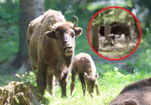 Żubr pojawił się w lesie pod Leżajskiem. Takiego gościa nikt się nie spodziewał
