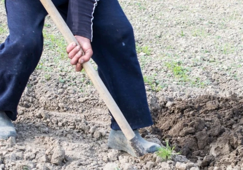 Sposób na użyźnienie gleby w ogrodzie. Z roku na rok będzie coraz lepsza