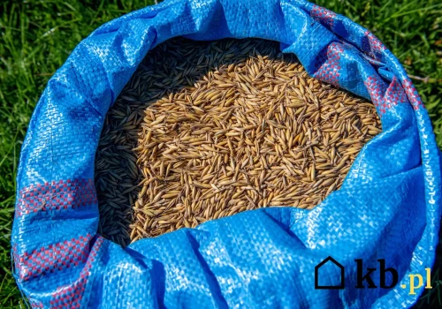 Wsypują to do pieca zamiast droższego pelletu. Oszczędność czy prosta droga do zniszczenia kotła?