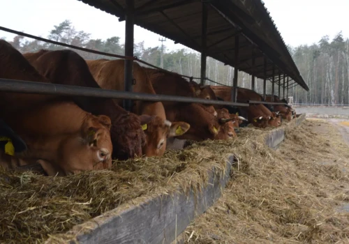 Ceny bydła na razie stabilne. Ile płacą ubojnie?