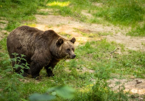 Agencja Ochrony Przyrody ostrzega. Niedźwiedzie w Beskidach!