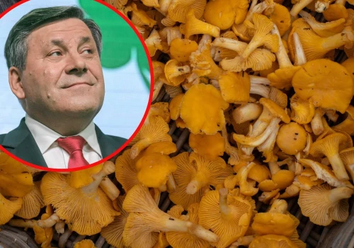 Guru grzybiarzy przemówił. Piechociński zdradził, gdzie są miejsca pełne kurek