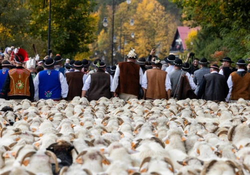 Gdzie na redyk jesienią 2026? Sprawdź, kiedy tłumy ruszą do Szczawnicy