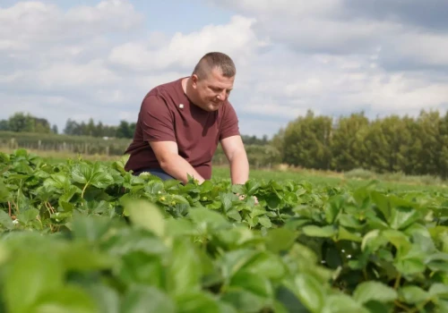Wrześniowe nawożenie truskawek poprzez fertygację. Jak przygotować plantację do przyszłorocznych zbiorów?