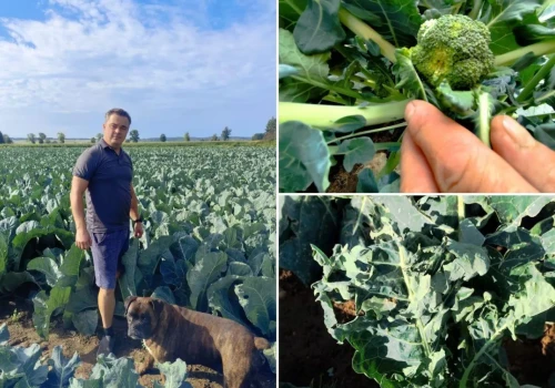 Grad uderzył w plantację kalafiora. Rolnik: „Ceny lecą w dół, a chłodnie tną kontrakty”