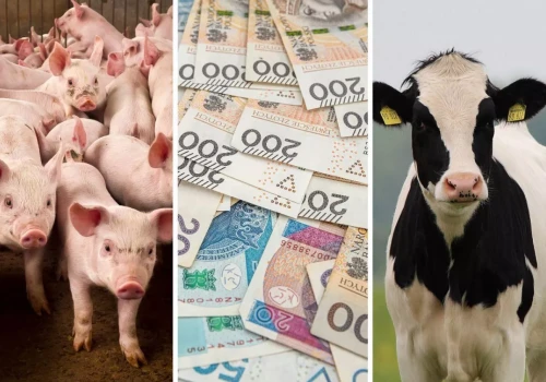Dopłaty do krów i bydła w dół. Tyle rolnicy dostaną w 2026 roku