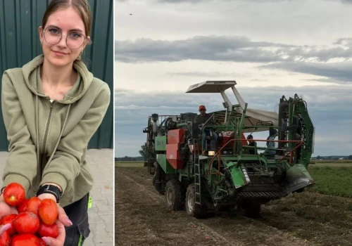 24 ha pomidorów, własny kombajn i córka za kierownicą. Tak wygląda zbiór dla Pudliszek