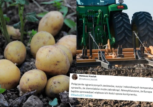 Po szalonym ziemniaczanym urodzaju w 2025 roku Europa zmaga się teraz z kryzysem kartoflanym