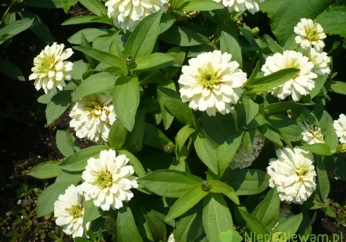 Cynia marylandzka Double White – uprawa i ciekawostki