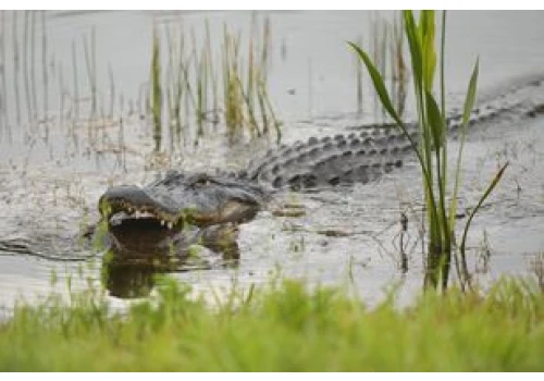 Aligator zaatakował nastolatka na Florydzie. Był w wodzie mimo zakazu