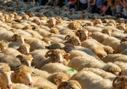 Morze owiec przejdzie nie tylko w górach. Redyk w tej wiosce będzie hitem