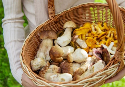 Kurki nawet po 45 zł za kilogram. Sezon na grzybobranie na pełnym gazie