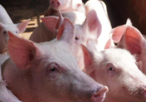 Leptospiroza u świń – przyczyny, przebieg i zwalczanie