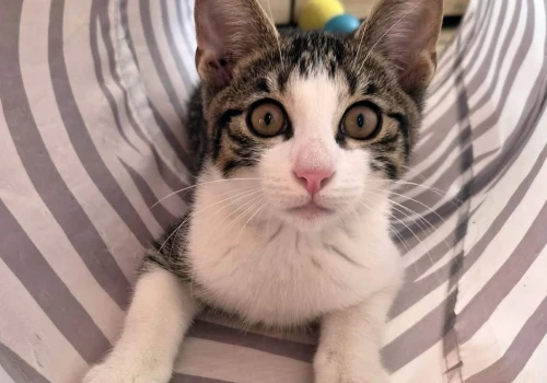 Uratowany Jumper szuka kochającego domu