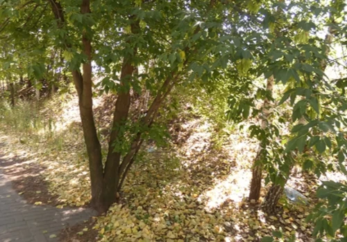 Lekcja florystyki, czyli szarłat, len i klon