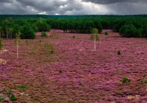 Tutaj natura maluje fioletem. Sekretne wrzosowisko na Dolnym Śląsku