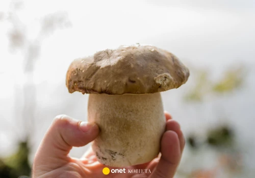 Borowiki z własnego ogródka? Tak, ale jest jeden warunek