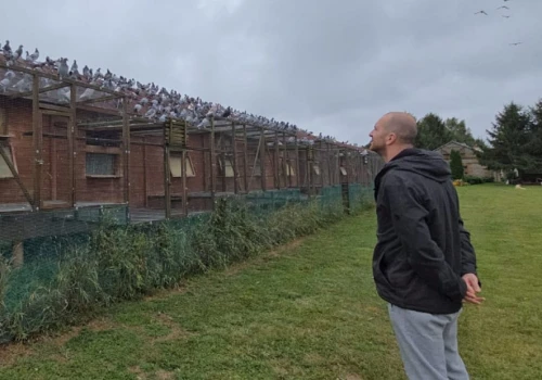 510 kilometrów w powietrzu. Gołębie ruszą w najtrudniejszy lot sezonu z Pomorza na Roztocze