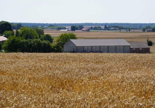 Rolnik kontra nowy sąsiad. Dwa projekty mają zakończyć wojny na wsi