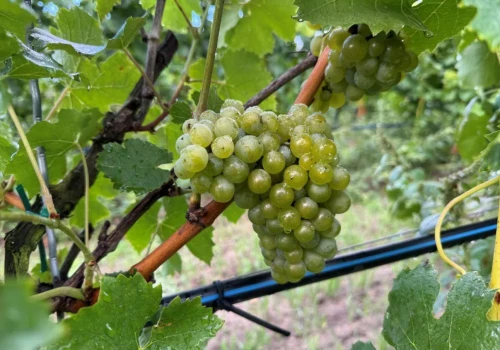 Winobranie w dolinie Pilicy. Z własnych owoców robią kilka rodzajów wina
