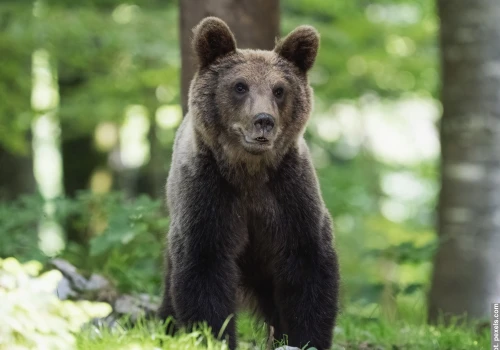 Niedźwiedzie widziane w Nydku? Zgłoszenia dokonała mieszkanka