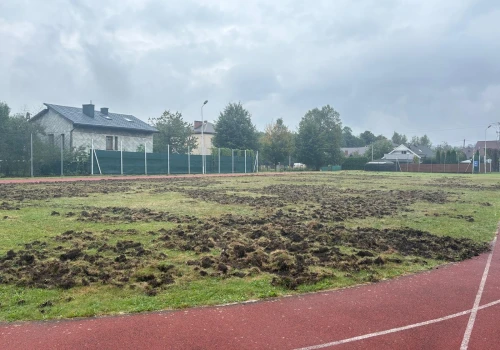 Dziki zryły teren przy szkole w Buczkowicach. Gmina chce zgody na redukcję