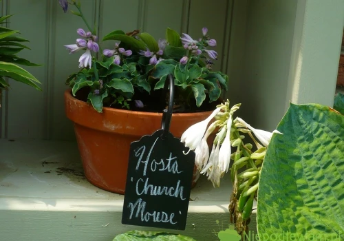 Funkia Church Mouse – uprawa i ciekawostki