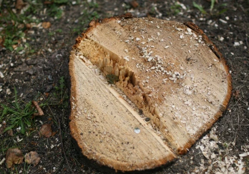 Stary pień straszy na trawniku? Jest sposób, by natura zrobiła z nim porządek