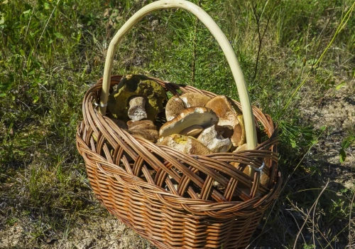 Czas na grzybobranie. W tych lasach jest nawięcej borowików i koźlarzy