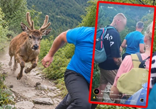 Turyści prowokowali jelenia w Tatrach i się doigrali. 