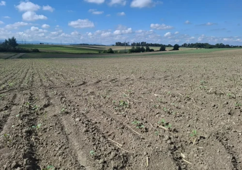 Pchełka rzepakowa na plantacjach. Jesienne żerowanie larw może mieć poważne skutki